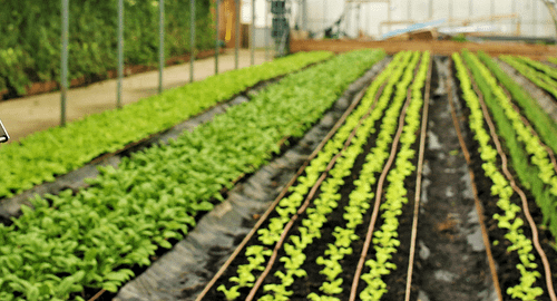 NeoFarm